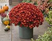 Chrysanthemum Branpetit Brown
