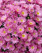 Chrysanthemum Branpetit Pink 1