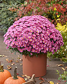 Chrysanthemum Branpetit Pink 1