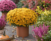 Chrysanthemum Branpetit Orange