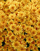 Chrysanthemum Branpetit Orange
