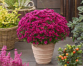 Chrysanthemum Branpetit Cherry