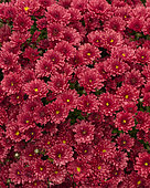 Chrysanthemum Branpetit Red