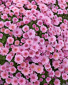 Chrysanthemum Branpetit Pink 2