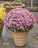 Chrysanthemum Branpetit Pink 2