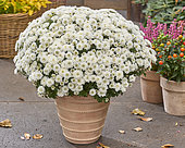 Chrysanthemum Branpetit White