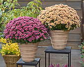 Chrysanthemum Branpetit combination Apricot, Bordeaux Pink