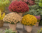 Chrysanthemum Branpetit combination Gold, Brown, Apricot