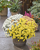 Chrysanthemum Branpetit Tricolor Lemon, White, Apricot, Tricolor