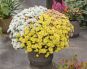 Chrysanthemum Branpetit Tricolor Lemon, White, Apricot, Tricolor