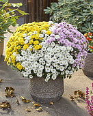 Chrysanthemum Branpetit Tricolor Pink, White, Yellow, Tricolor
