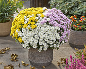 Chrysanthemum Branpetit Tricolor Pink, White, Yellow, Tricolor