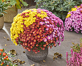 Chrysanthemum Branpetit Tricolor Pink, Red, Yellow, Tricolor