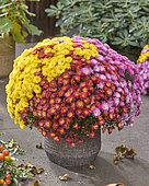 Chrysanthemum Branpetit Tricolor Pink, Red, Yellow, Tricolor