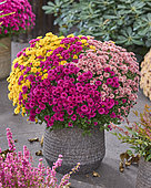 Chrysanthemum Branpetit Tricolor Cherry, Apricot, Yellow, Tricolor