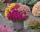 Chrysanthemum Branpetit Tricolor Cherry, Apricot, Yellow, Tricolor