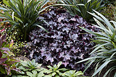 Heuchera Indian Summer Mulberry