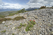 Cueva del Milodón Natural Park, near Puerto Natales, Magallanes Region and Chilean Antarctica, Chile