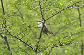 Thorn-tailed Rayadito (Aphrastura spinicauda), adult, Cueva del Milodón Natural Park, near Puerto Natales, Magallanes Region and Chilean Antarctic, Chile
