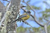 Patagonian Sierra Finch (Phrygilus patagonicus), Cueva del Milodón Natural Park, near Puerto Natales, Magallanes Region and Chilean Antarctic, Chile