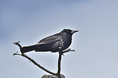 Austral Blackbird (Curaeus curaeus), adult individual, Cueva del Milodón Natural Park, near Puerto Natales, Magallanes Region and Chilean Antarctic, Chile