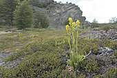 Orquidea amarilla (Gavilea lutea), Orchidaceae endemic to southern Chile and Argentina, Cueva del Milodón Natural Park, near Puerto Natales, Magallanes Region and Chilean Antarctic, Chile