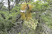 Farolito Chino, false mistletoe (Misodendrum punctulatum), hemiparasite on Nothofagus, Cueva del Milodón Natural Park, near Puerto Natales, Magallanes Region and Chilean Antarctic, Chile