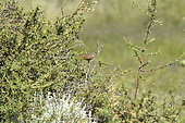 Southern House Wren (Troglodytes aedon ssp. chilensis), Torres del Paine National Park, Magallanes Region and Chilean Antarctic, Chile