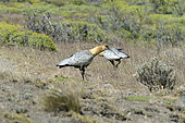Black-faced Ibis (Theristicus melanopis), Torres del Paine National Park, Magallanes Region and Chilean Antarctic, Chile
