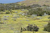Vegetation on the shores of Lago Sarmiento, with yellow blossoms of Mata barrosa (Mulinum spinosum), Torres del Paine National Park, Magallanes Region and Chilean Antarctica, Chile