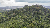 Wooded hillside, Matoury, French Guiana