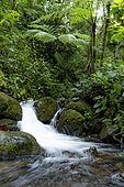 Forest river in the Ecuadorian choco, Ecuador