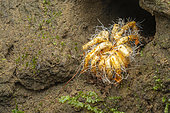 Parasitic fungus (Cordyceps spp.) on a tarantula, Milpe, Ecuador
