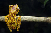 Imbabura treefrog (Boana picturata), Milpe, Ecuador