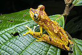 Imbabura treefrog (Boana picturata), Milpe, Ecuador