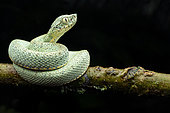 Two-striped forest pitviper (Bothrops bilineatus smaragdinus), Yasuni National Park, Ecuador