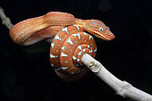 Juvenile Emerald Tree Boa (Corallus caninus), Montagne de Kaw, French Guiana