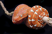 Juvenile Emerald Tree Boa (Corallus caninus), Montagne de Kaw, French Guiana