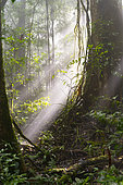 Sunrise in the Amazon rainforest, Belizon, French Guiana