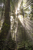 Sunrise in the Amazon rainforest, Belizon, French Guiana