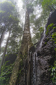 Fig tree (Ficus sp) on a slope break, Montagne de Kaw, Régina, French Guiana