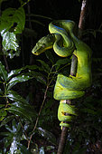 Emerald Tree Boa (Corallus caninus), Savane roche Virginie, Régina, French Guiana