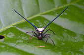 Micrathena spider (Micrathena cyanospina), Savane Roche Virginie, Régina, French Guiana