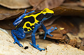 Dyeing poison frog (Dendrobates tinctorius), Montagne de Kaw, Régina, French Guiana