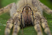 Banana spider (Phoneutria fera), Monkey Mountain, Kourou, French Guiana