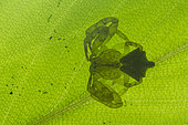 Crab spider (Epicadus sp), Monkey Mountain, Kourou, French Guiana