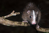 White-faced spiny tree-rat (Echimys chrysurus), Paracou station, Sinnamary, French Guiana