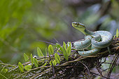 Green jararaca (Bothrops bilineatus), Bélizon, Régina, French Guiana