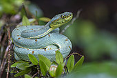 Green jararaca (Bothrops bilineatus), Bélizon, Régina, French Guiana