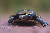 Twisted-neck turtle (Platemys platycephala), Belizon, Régina, French Guiana